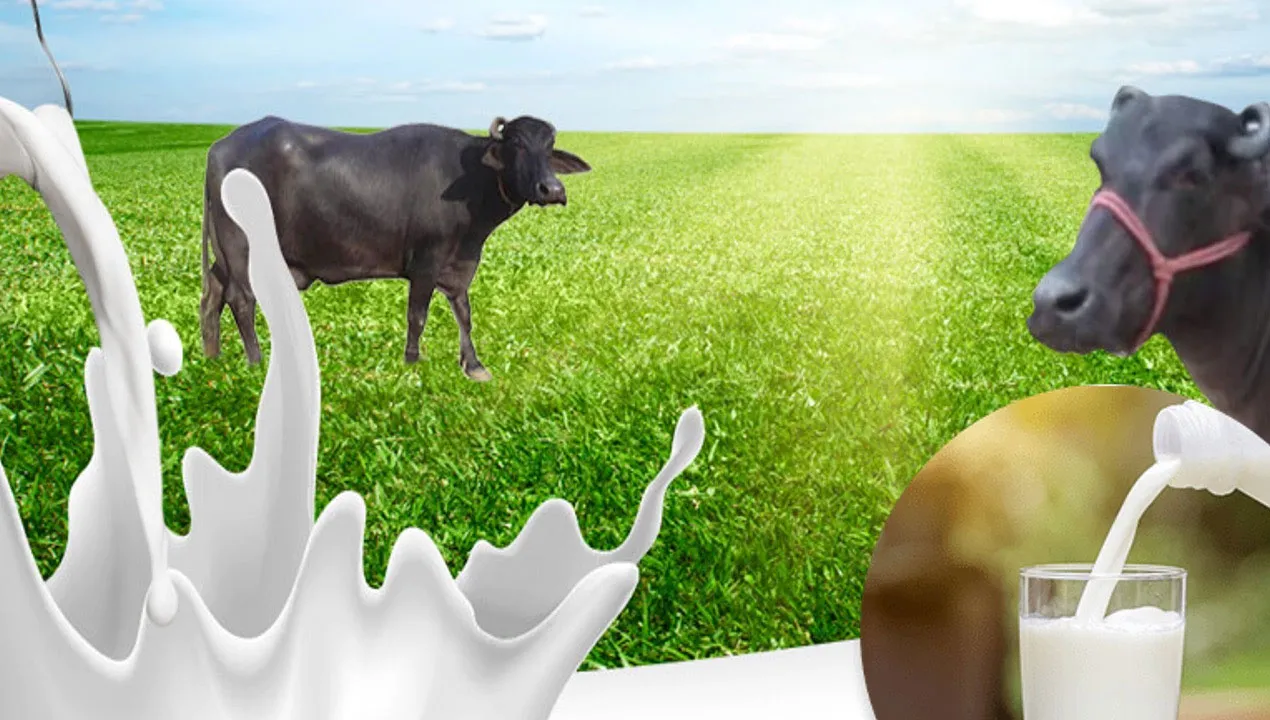 Wellhealthorganic Buffalo Milk: Unveiling the Healthful Tag